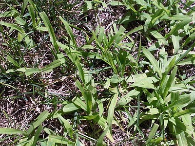 Crabgrass - plant by Turf King Lawn Care