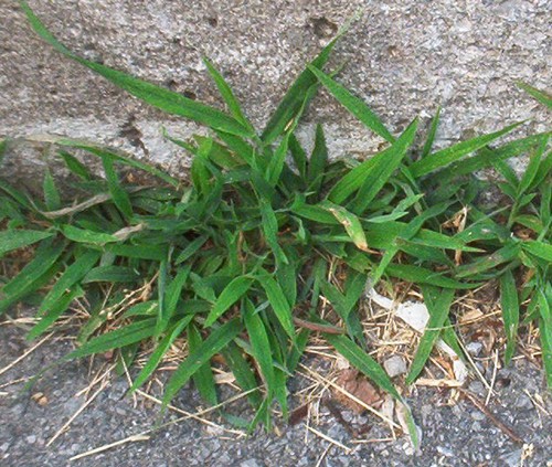 Crabgrass a bane to Lawn Care