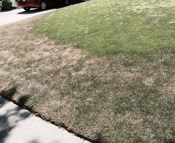 Watering Makes a Difference in Lawn Care