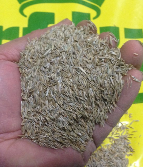 Always Use Quality Grass Seed