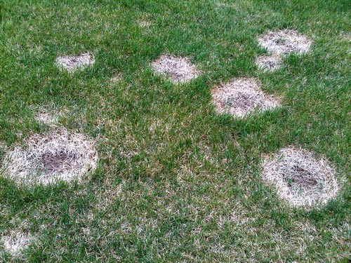 Common Lawn Diseases in Kansas and Missouri